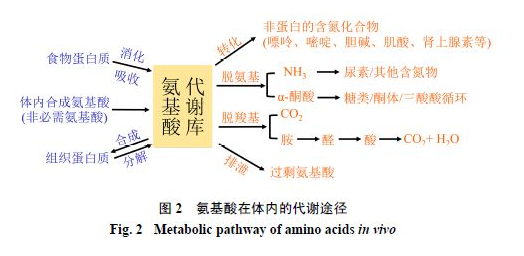 稳定同位素示踪技术在内源性物质代谢调控中的应用进展(图2)